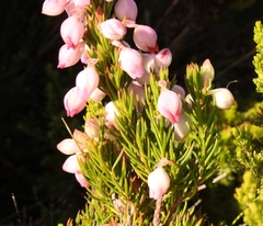 Erica holosericea