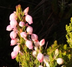 Erica holosericea