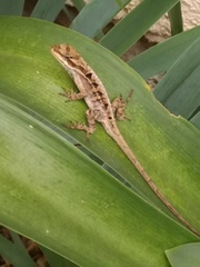 Anolis anisolepis
