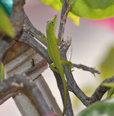 Anolis carolinensis