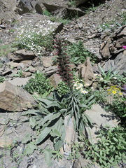 Pontechium maculatum