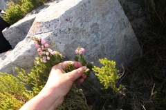Erica holosericea