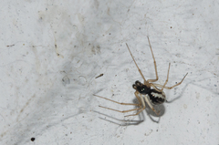 Linyphia hortensis