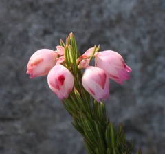Erica holosericea