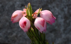 Erica holosericea