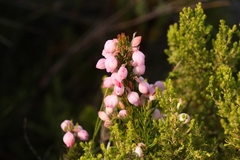 Erica holosericea