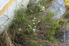 Osmitopsis parvifolia