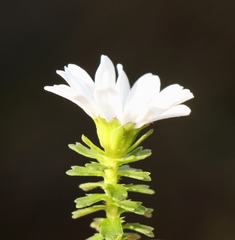 Osmitopsis parvifolia