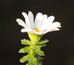 Osmitopsis parvifolia