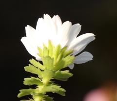 Osmitopsis parvifolia