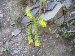 Rhynchocorys orientalis