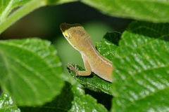Anolis carolinensis