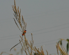 Euplectes franciscanus