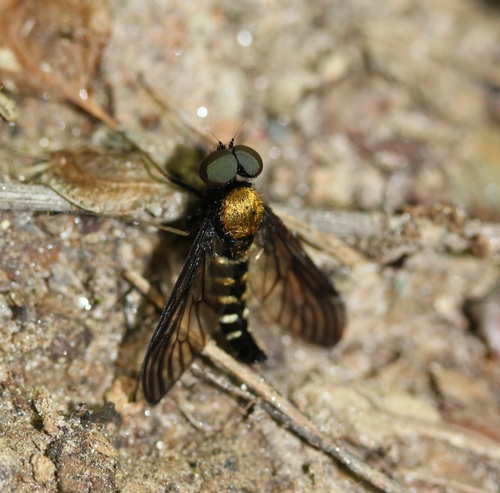 Golden-backed Snipe Fly photo 6