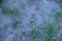 Bouteloua chondrosioides