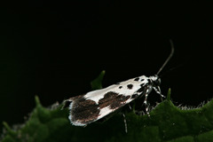 Ethmia quadrillella