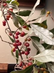Elaeagnaceae
