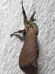 Aenetus ombraloma