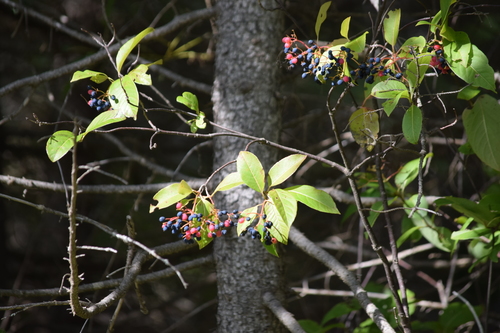 Viburnaceae image