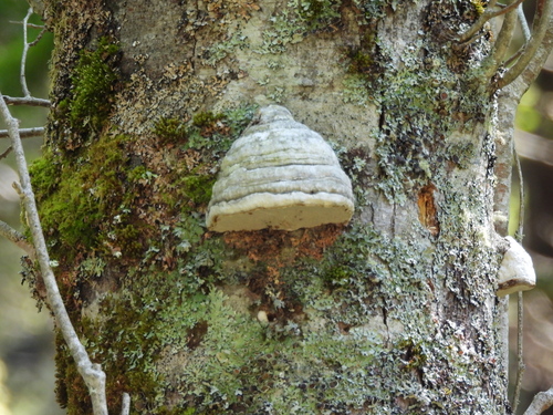 Fomes fomentarius