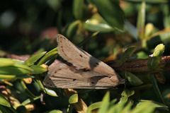 Acompsia tripunctella