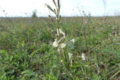Silene multiflora