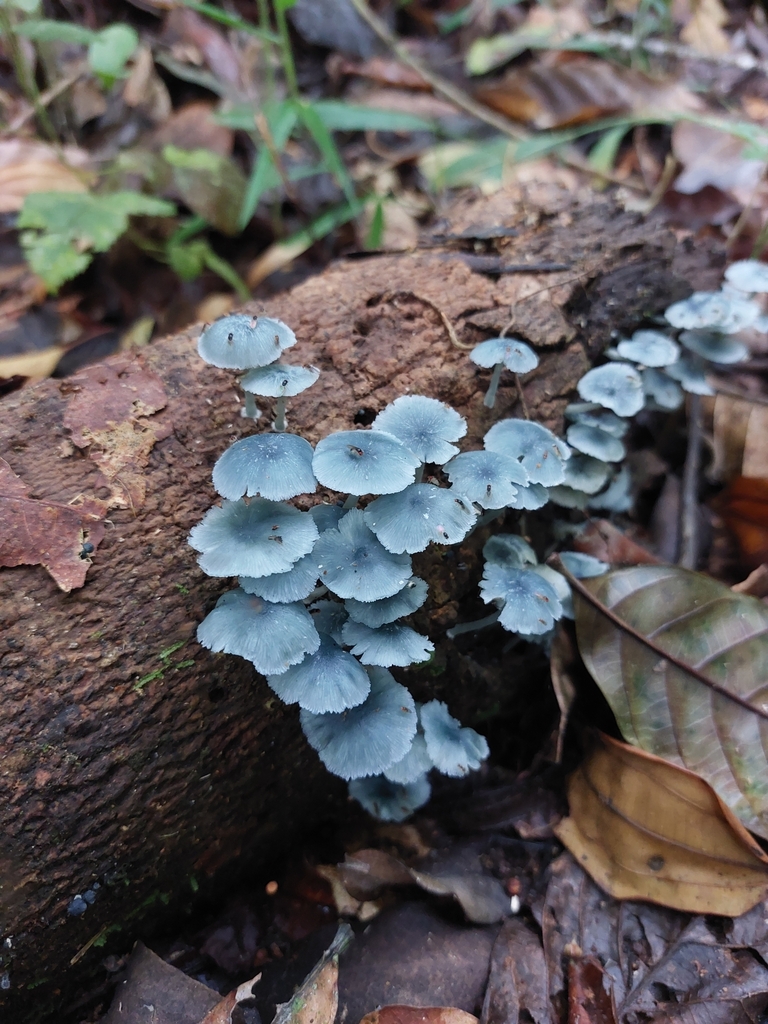 Clitocybula azurea · June 2025 · photo: © danielsd (iNaturalist, cc-by-nc)