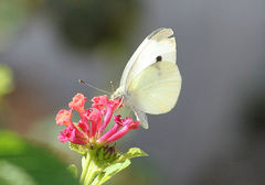 Pieris rapae