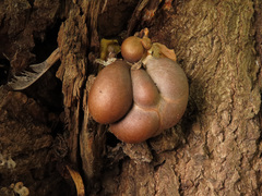 Lycogala flavofuscum