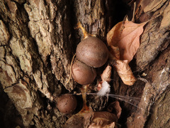 Lycogala flavofuscum