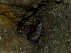 Speleomantes strinatii