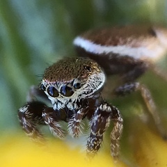 Sassacus