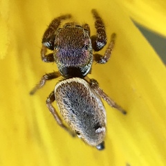 Sassacus