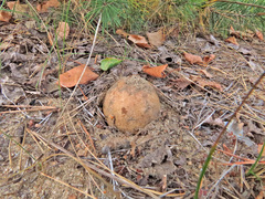 Scleroderma septentrionale