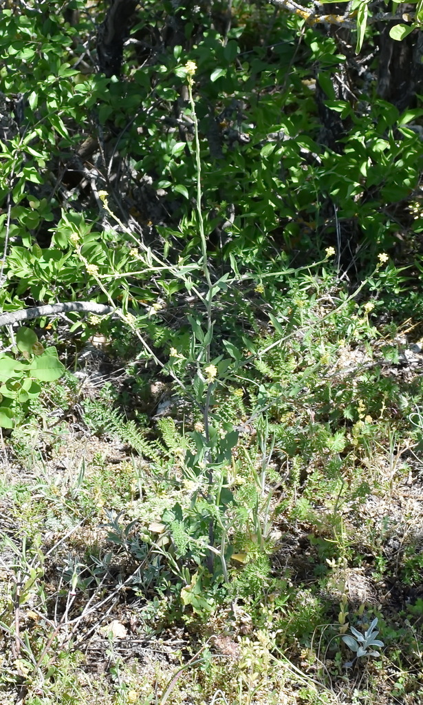 Herba