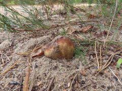 Scleroderma septentrionale