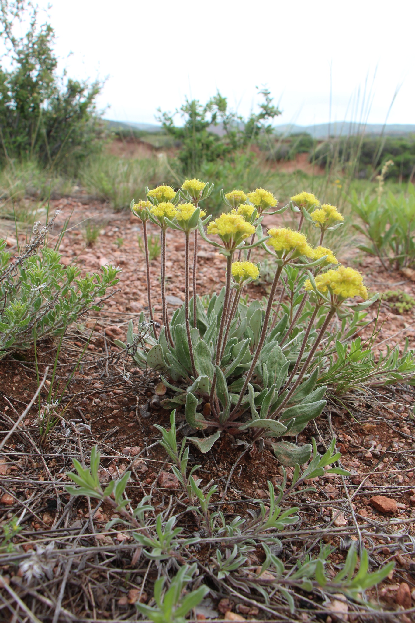 Eriogonum flavum var. flavum