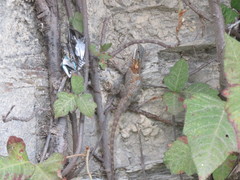 Sceloporus torquatus binocularis