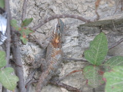 Sceloporus torquatus binocularis