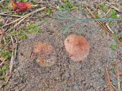 Scleroderma septentrionale