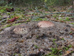 Scleroderma septentrionale