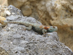 Sceloporus torquatus binocularis