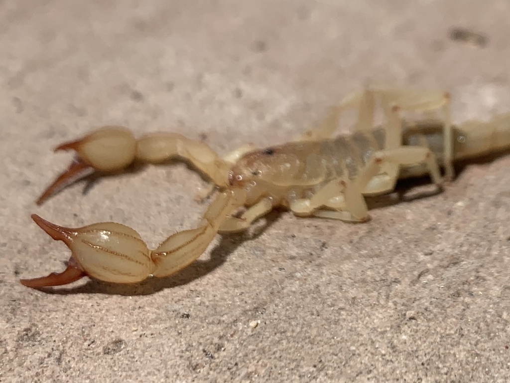 Kochius punctipalpi