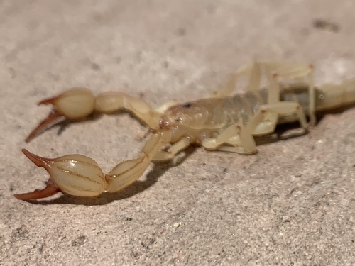 Kochius punctipalpi