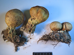 Scleroderma septentrionale