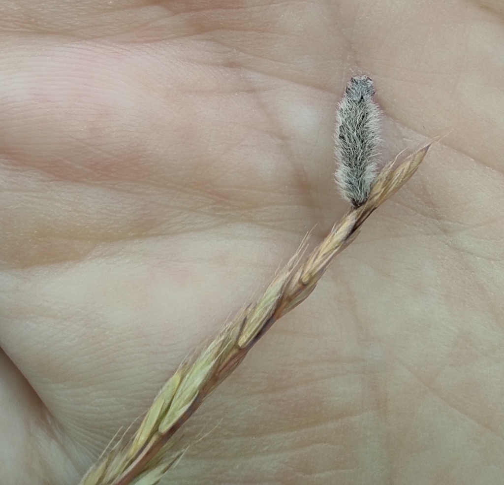 Bugloss Case-bearer