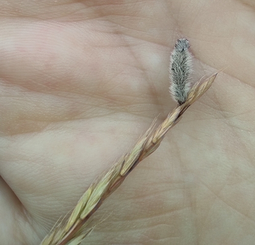 Bugloss Case-bearer