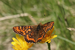 Euphydryas intermedia
