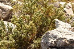 Brunia microphylla