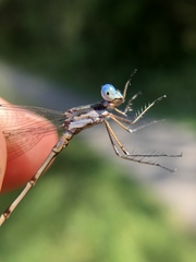 Lestes australis